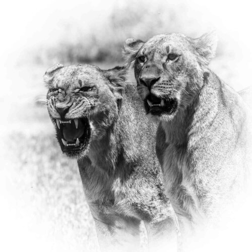 Lions on guard di Michael Kleiser, Fotografia in vendita su Singulart