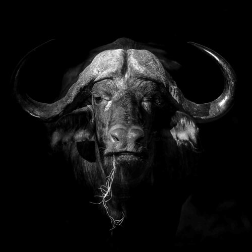 Chew it like a buffalo di Michael Kleiser, Fotografia in vendita su Singulart