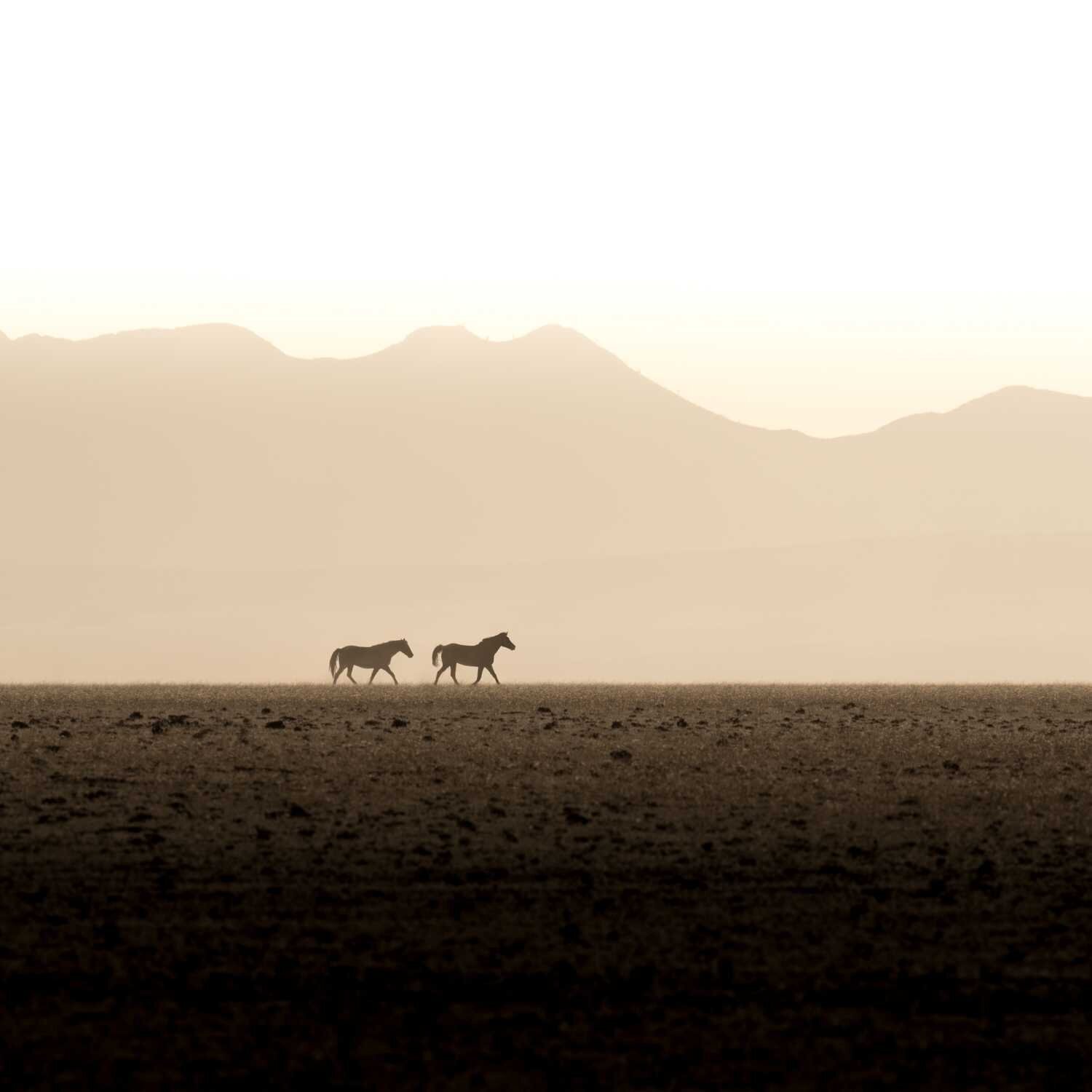 Wild and lonely Michael Kleiser