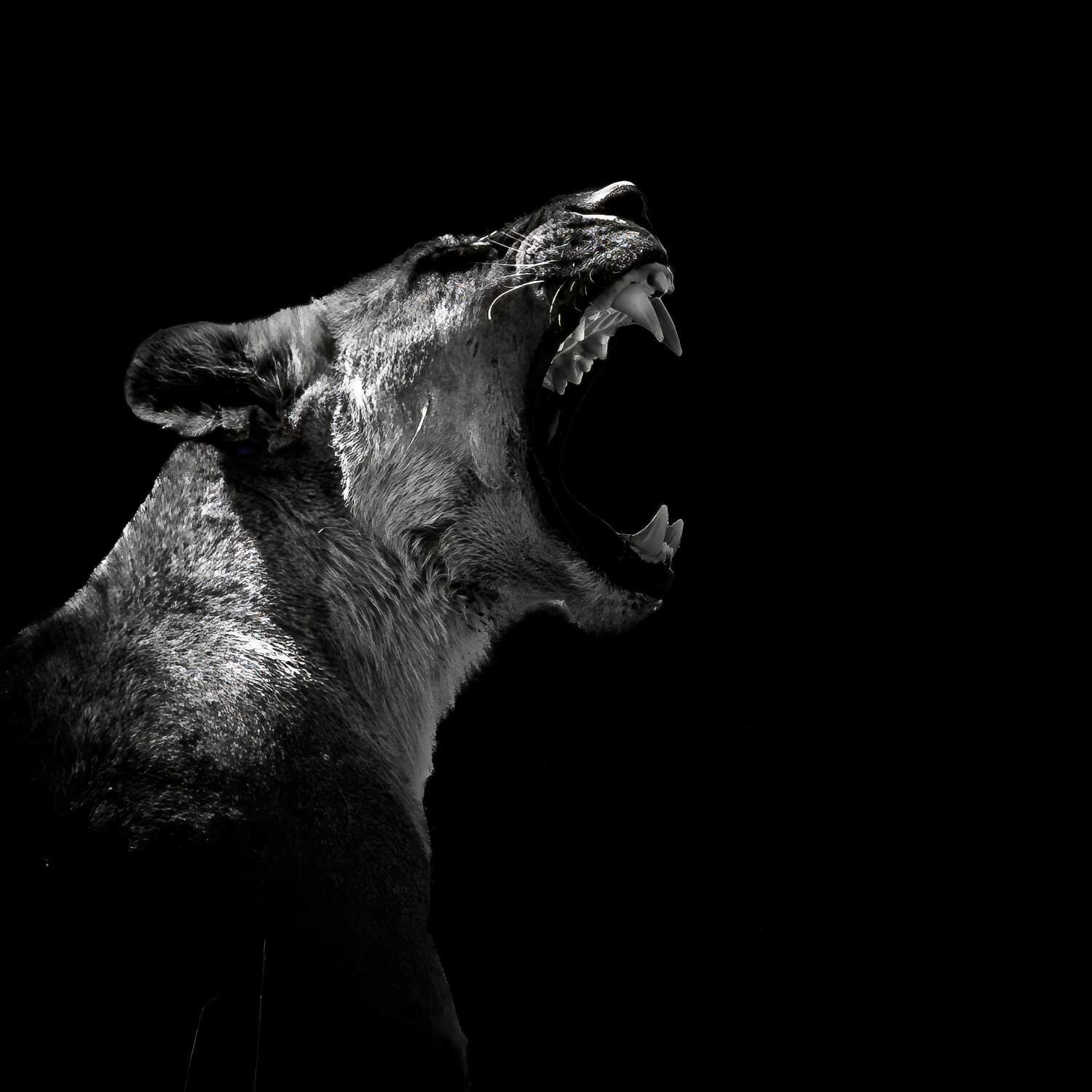 Lions head Michael Kleiser