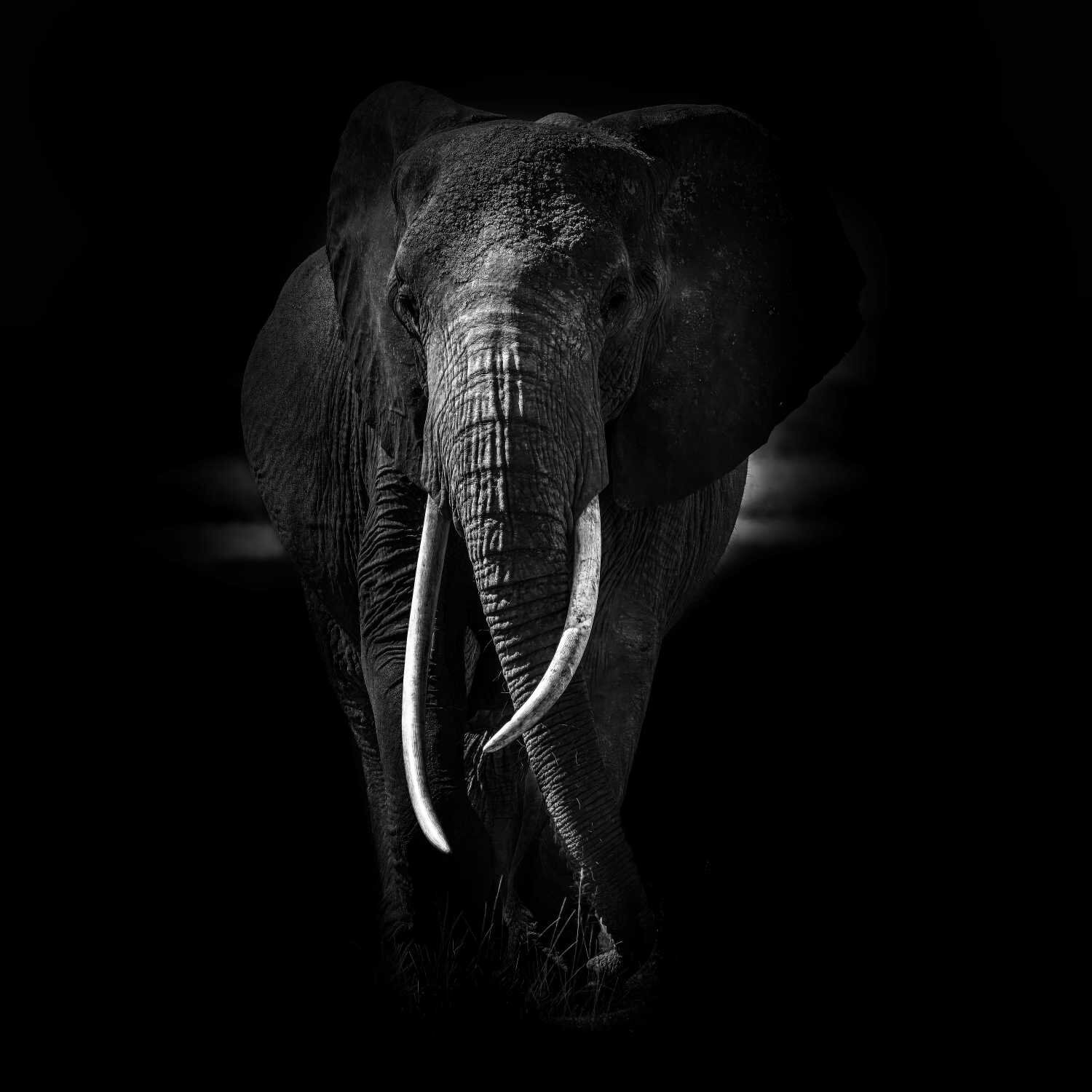 Big Tusker Experience Michael Kleiser