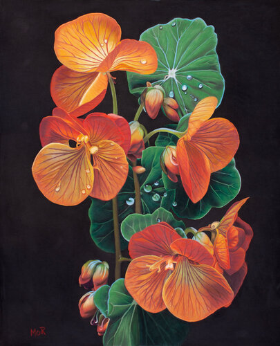 Kapuzinerkresse in voller Blüte by Dietrich Moravec, Work on Paper for Sale on Singulart