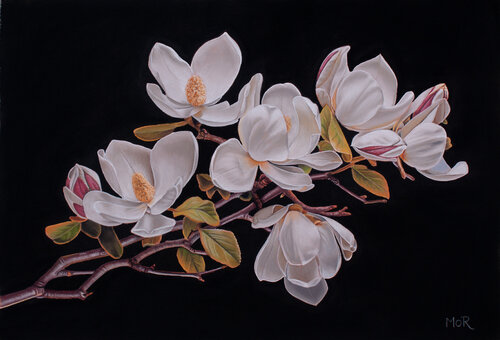 Magnolienblüten van Dietrich Moravec, Werk op papier te koop op Singulart