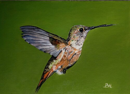 Hummingbird von Bianka Hudson, Malerei kaufen auf Singulart