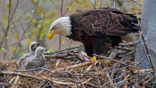 Eagles Nest van Raymond Barlow, Fotografie te koop op Singulart