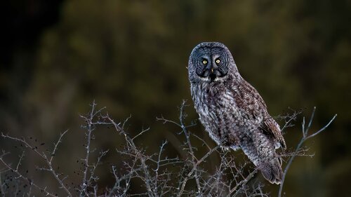 Great Gray owl. van Raymond Barlow, Fotografie te koop op Singulart