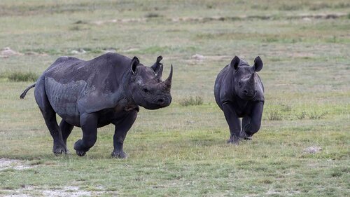 Black rhinoceros Family van Raymond Barlow, Fotografie te koop op Singulart