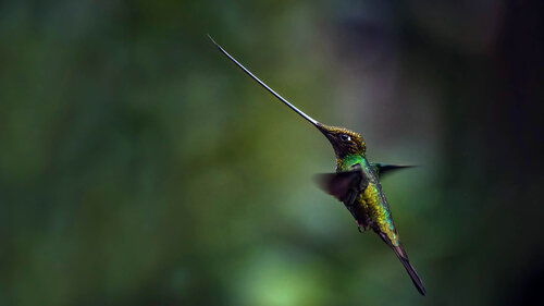 Swordbilled Hummingbird Raymond Barlow