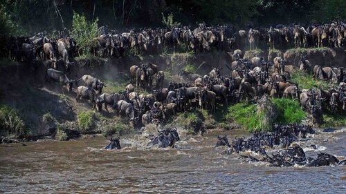 Wildebeest Crossing the Mara River van Raymond Barlow, Fotografie te koop op Singulart