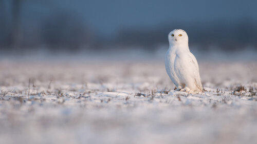 Snowy Owl on Watch. Raymond Barlow