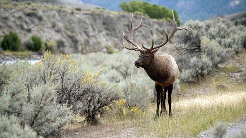 North American Elk de Raymond Barlow, Fotografía a la venta en Singulart