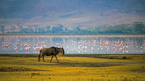 Wildebeest At the Crater van Raymond Barlow, Fotografie te koop op Singulart