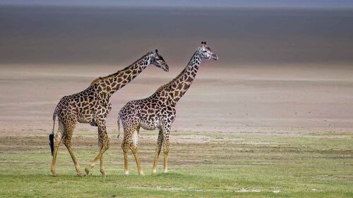 East African Giraffe Pair. van Raymond Barlow, Fotografie te koop op Singulart