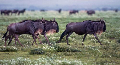 The great Migration: Tanzania's Serengeti. Raymond Barlow
