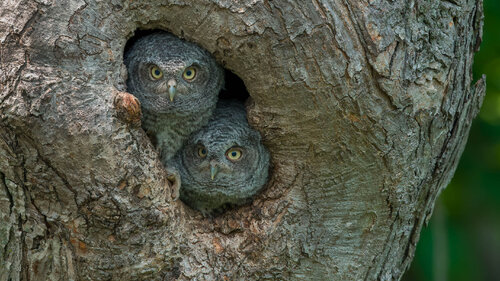 Eastern Screech owl chicks. Raymond Barlow