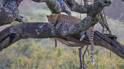 Leopard Resting di Raymond Barlow, Fotografia in vendita su Singulart