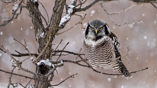 Northern Hawk owl Raymond Barlow