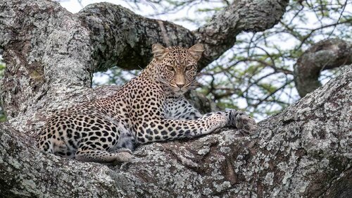 Leopard van Raymond Barlow, Fotografie te koop op Singulart