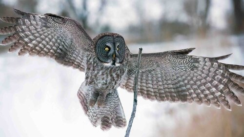 Great Gray owl Landing Raymond Barlow
