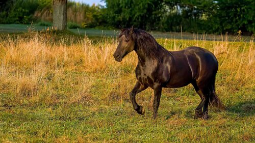 Friesian horse de Raymond Barlow, Fotografía a la venta en Singulart