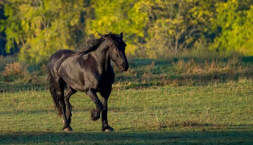 Friesian horse on the run! Raymond Barlow