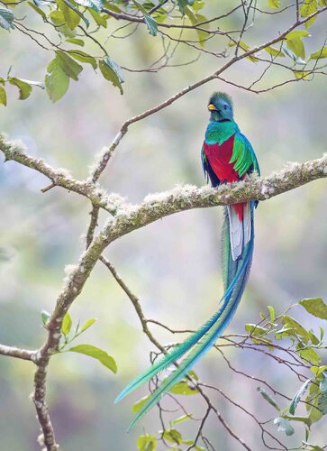 Reslpendent Quetzal di Raymond Barlow, Fotografia in vendita su Singulart