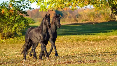 Friesian horses Raymond Barlow