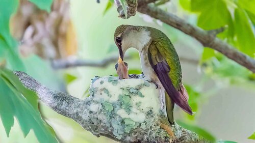 Ruby-throated hummingbird Nest van Raymond Barlow, Fotografie te koop op Singulart