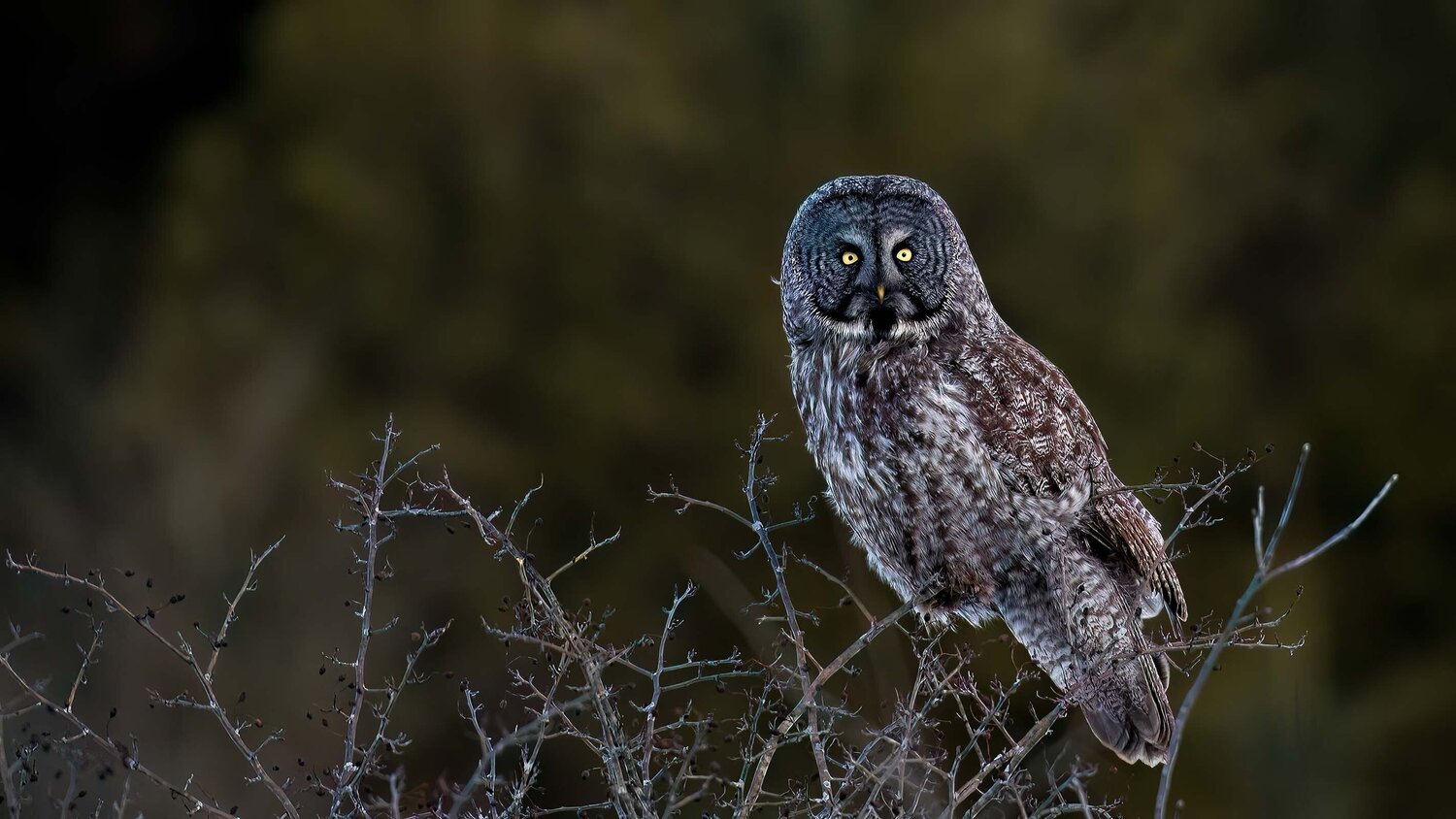 Great Gray owl. Raymond Barlow