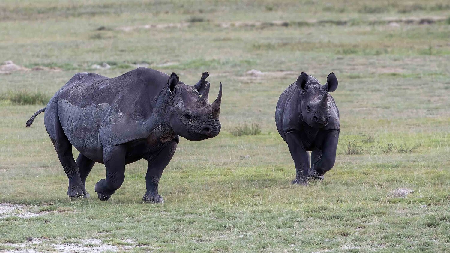 Black rhinoceros Family Raymond Barlow