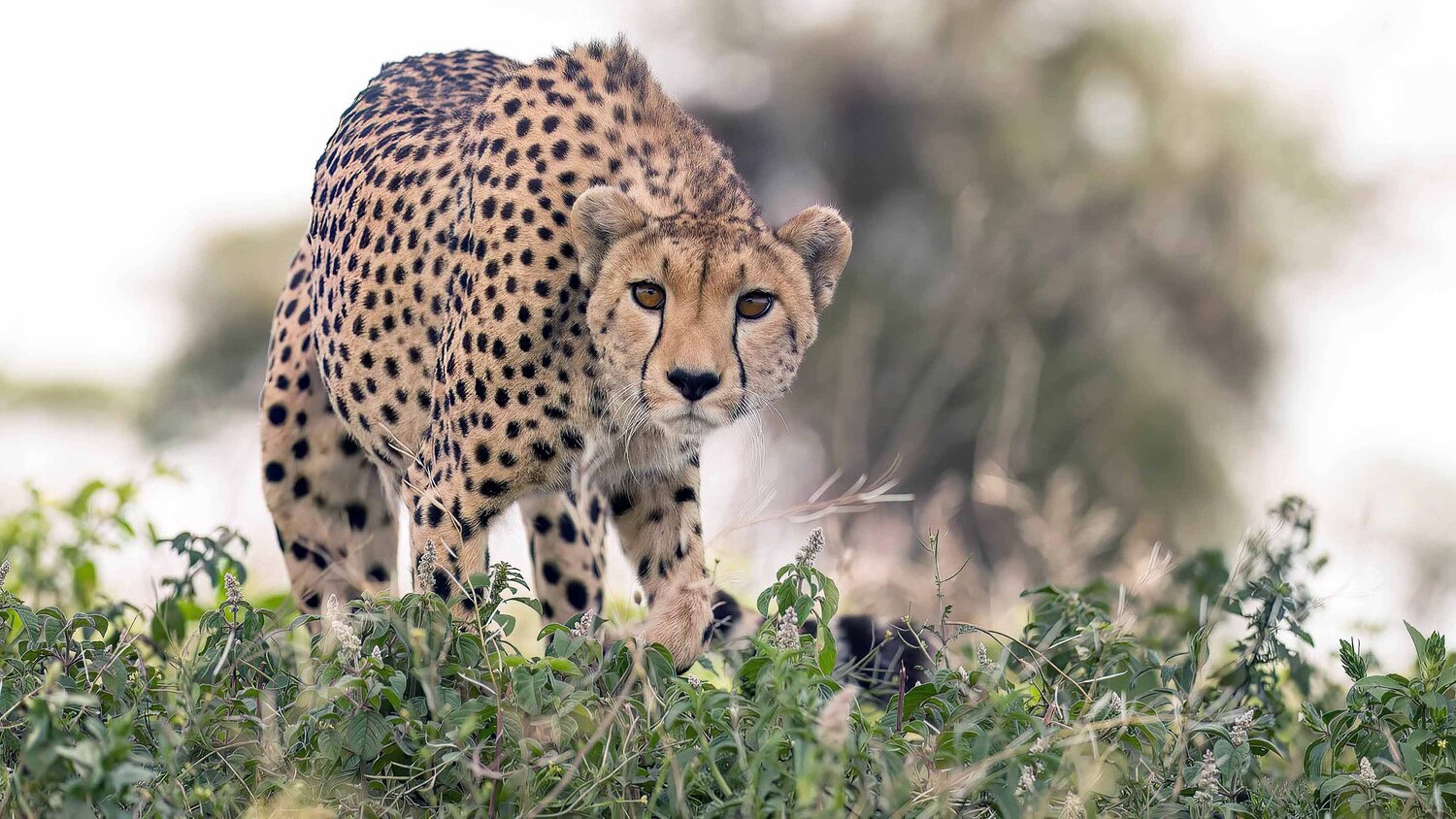 Curious Cheetah Raymond Barlow