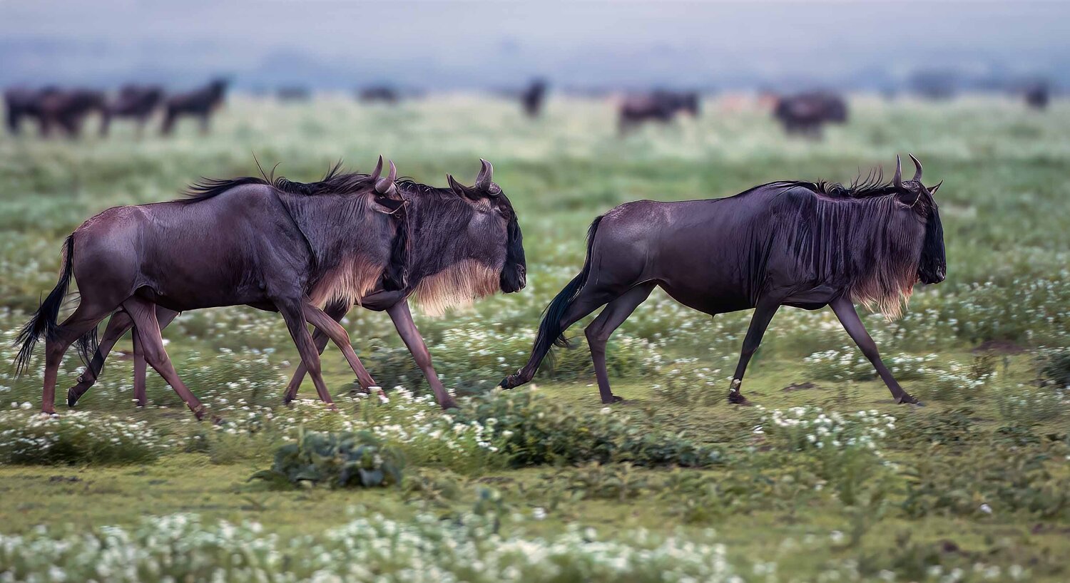 The great Migration: Tanzania's Serengeti. Raymond Barlow Fotografie zu verkaufen