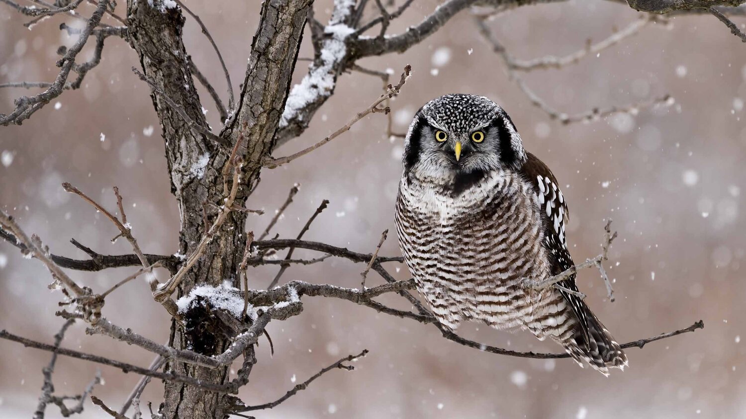 Northern Hawk owl Raymond Barlow