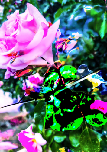 La Rose et L avion di Daniel ROCHER, Digitale in vendita su Singulart