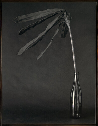 FLEURISME-Artificial Flower van Tenmi Hanagi, Fotografie te koop op Singulart