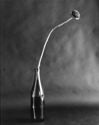 FLEURISME-Dead helianthus annuus di Tenmi Hanagi, Fotografia in vendita su Singulart