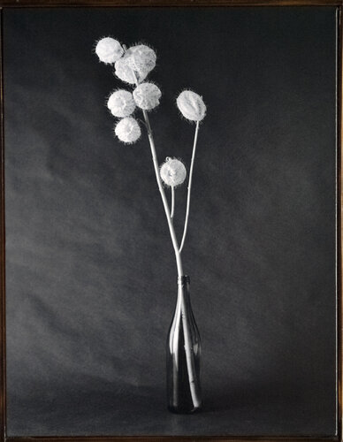 FLEURISME-gomphocarpus by Tenmi Hanagi, 사진 for Sale on Singulart