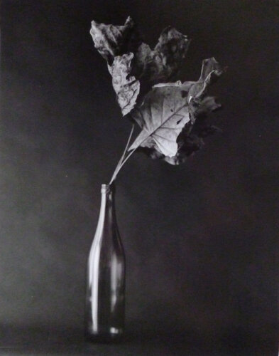 FLEURISME-dead leaf di Tenmi Hanagi, Fotografia in vendita su Singulart