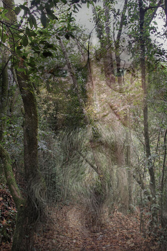 Merlin de Franck Brizzi, Fotografía a la venta en Singulart
