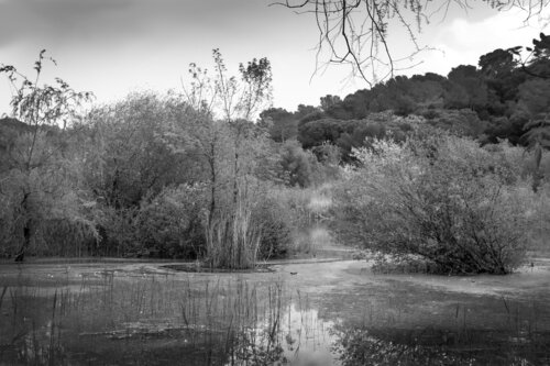etang de Fontmerle Mougins di Franck Brizzi, Fotografia in vendita su Singulart