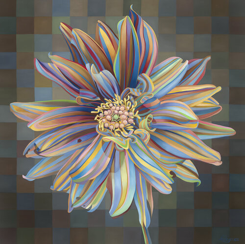Dahlia with Squares van Kate Hoyer, Schilderij te koop op Singulart