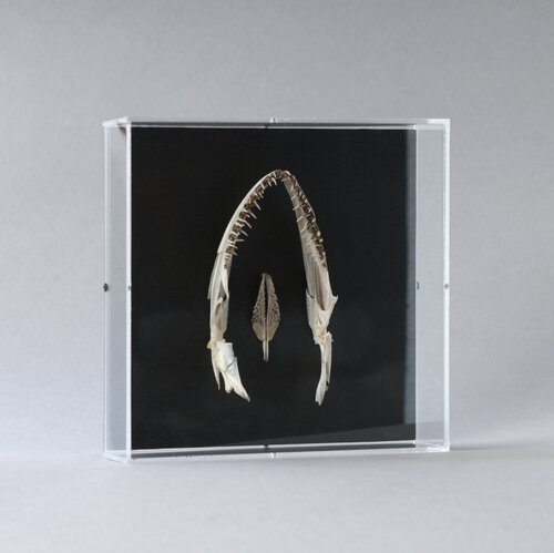 Three Forms of Attention  II  - Inner Chamber (Shell) von Pia Post, Skulptur kaufen auf Singulart