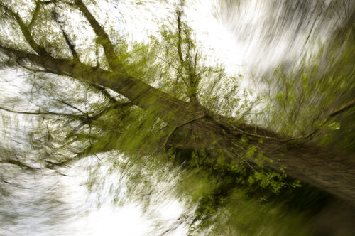 Wulps van Lieselot IJsendoorn, Fotografie te koop op Singulart