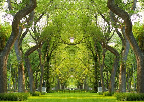 Trees NYC Laurie Victor Kay