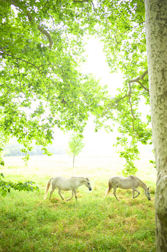 White Horses in the Rain, St. Tropez di Laurie Victor Kay, Fotografia in vendita su Singulart