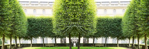 Trees Louvre Laurie Victor Kay