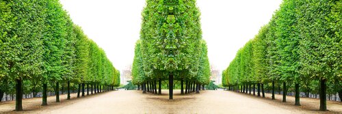 Trees I Tuileries Laurie Victor Kay