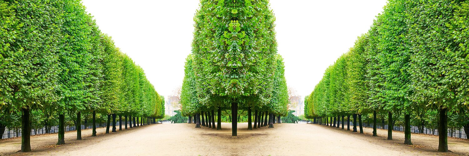 Trees I Tuileries Laurie Victor Kay