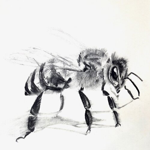 Bee No.9, Fineartprint von Kohlezeichnung von Kohlezeichnung auf Papier, 30x30cmx0,05, einer Serie von 25 Bienen anlässlich der Ausstellung ,der Bien, in Stuttgart, Germany by Christiane Wilhelmi, Print for Sale on Singulart