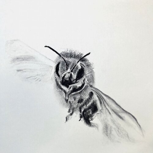 Bee No.7, Fineartprint von Kohlezeichnung  auf Papier, 30x30cmx0,05, einer Serie von 25 Bienen anlässlich der Ausstellung ,der Bien, in Stuttgart, Germany by Christiane Wilhelmi, Print for Sale on Singulart
